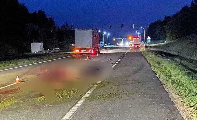 Видео ДТП на МКАДе, где водитель сбил лосей, перебегающих трассу